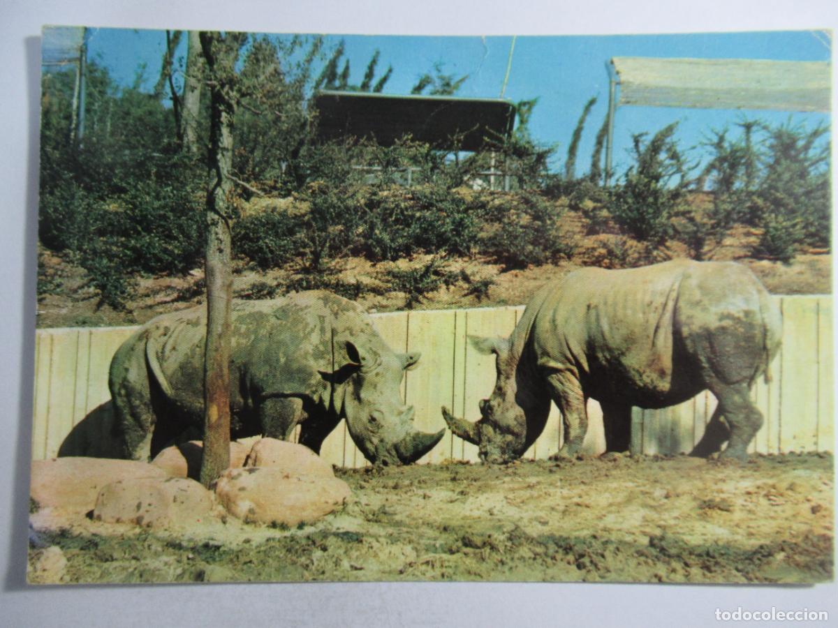 Postales: Postal Rinocerontes - S/C - Foto 1