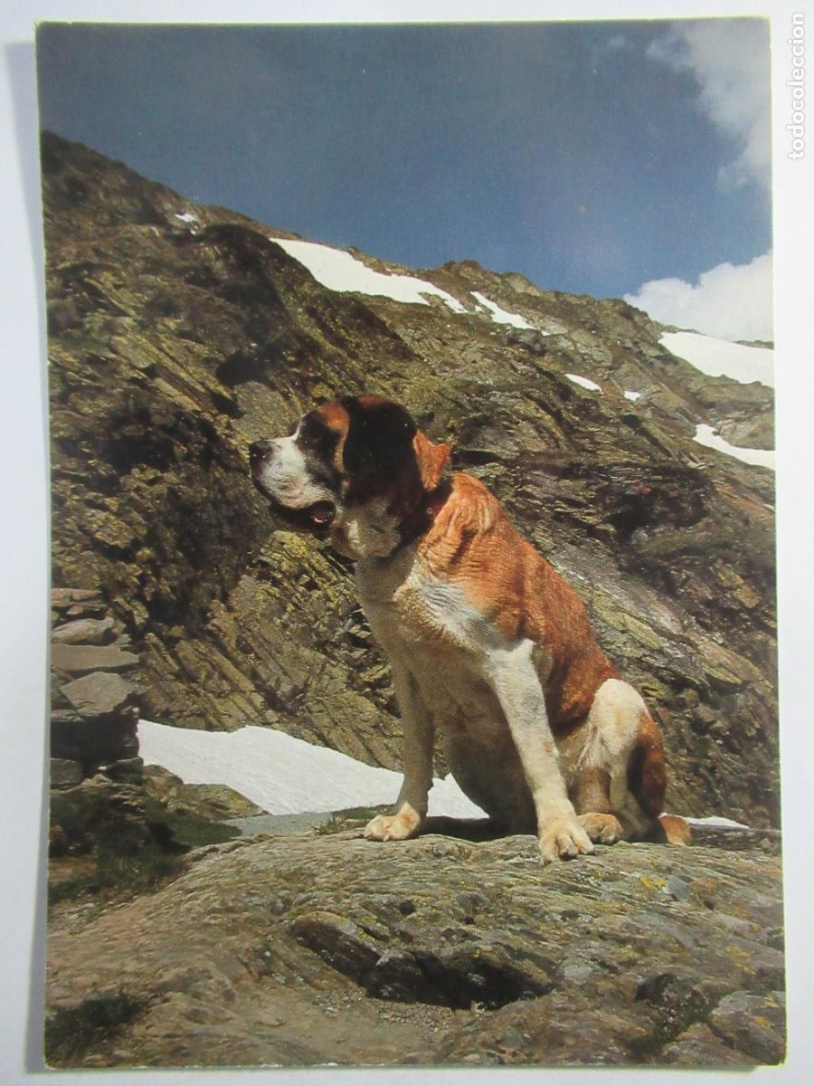 Postales: Postal Perro - S/C --