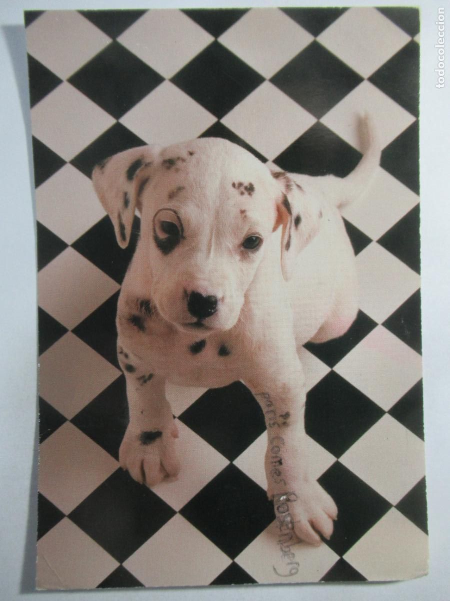 Postales: Postal Perro Perrito - Circulada - Foto 1