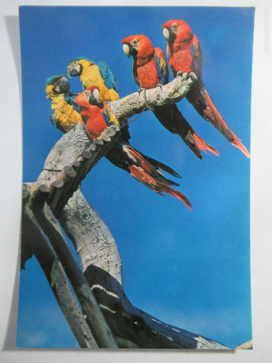 Postales: Postal Loros - Safari Park - S/C