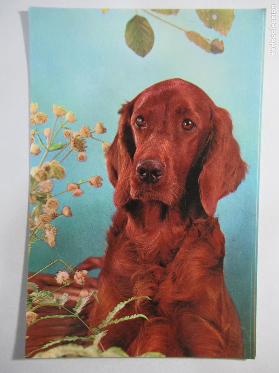 Postales: Postal Perro - Escrita - Foto 1