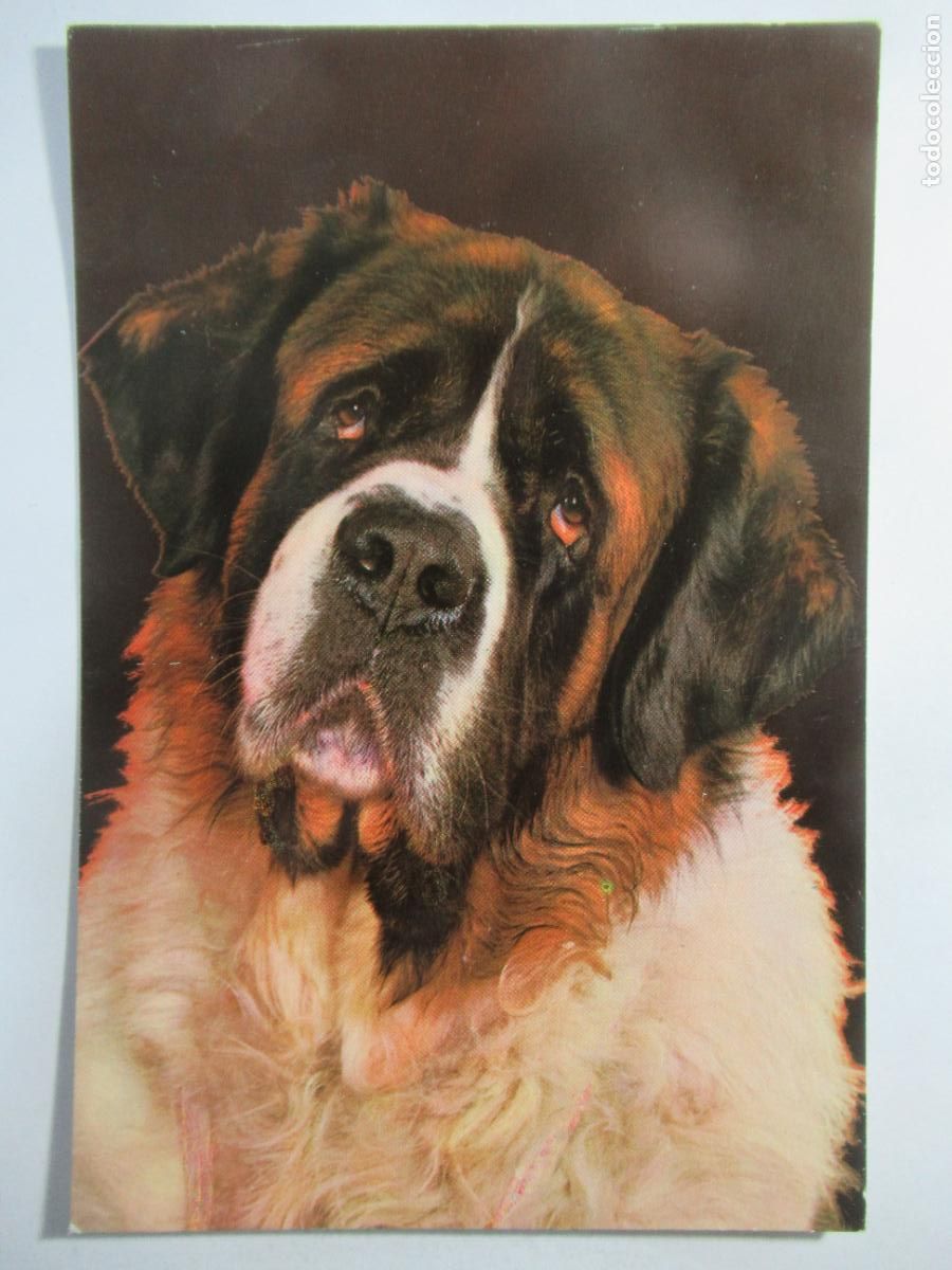 Postales: Postal Perro - Escrita