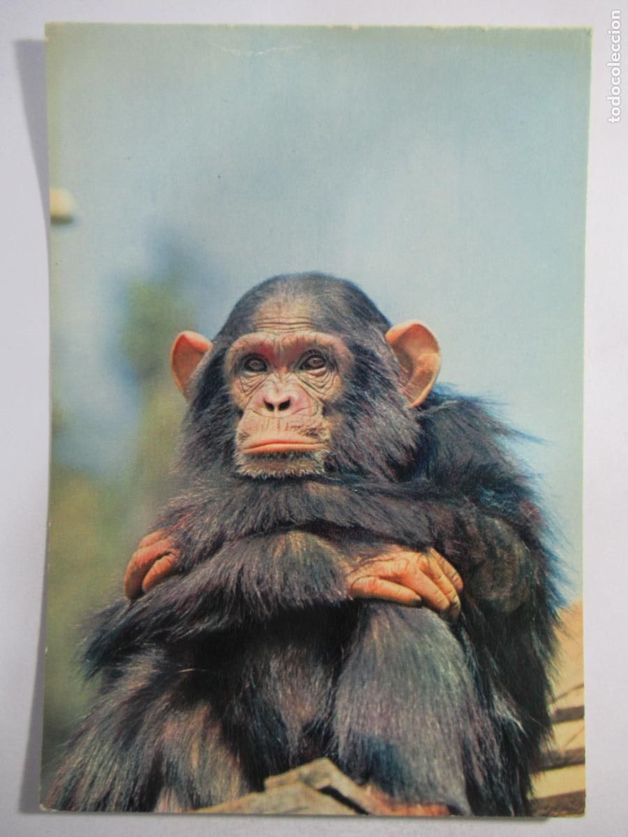 Postales: Postal Chimpanc&eacute; - S/C.