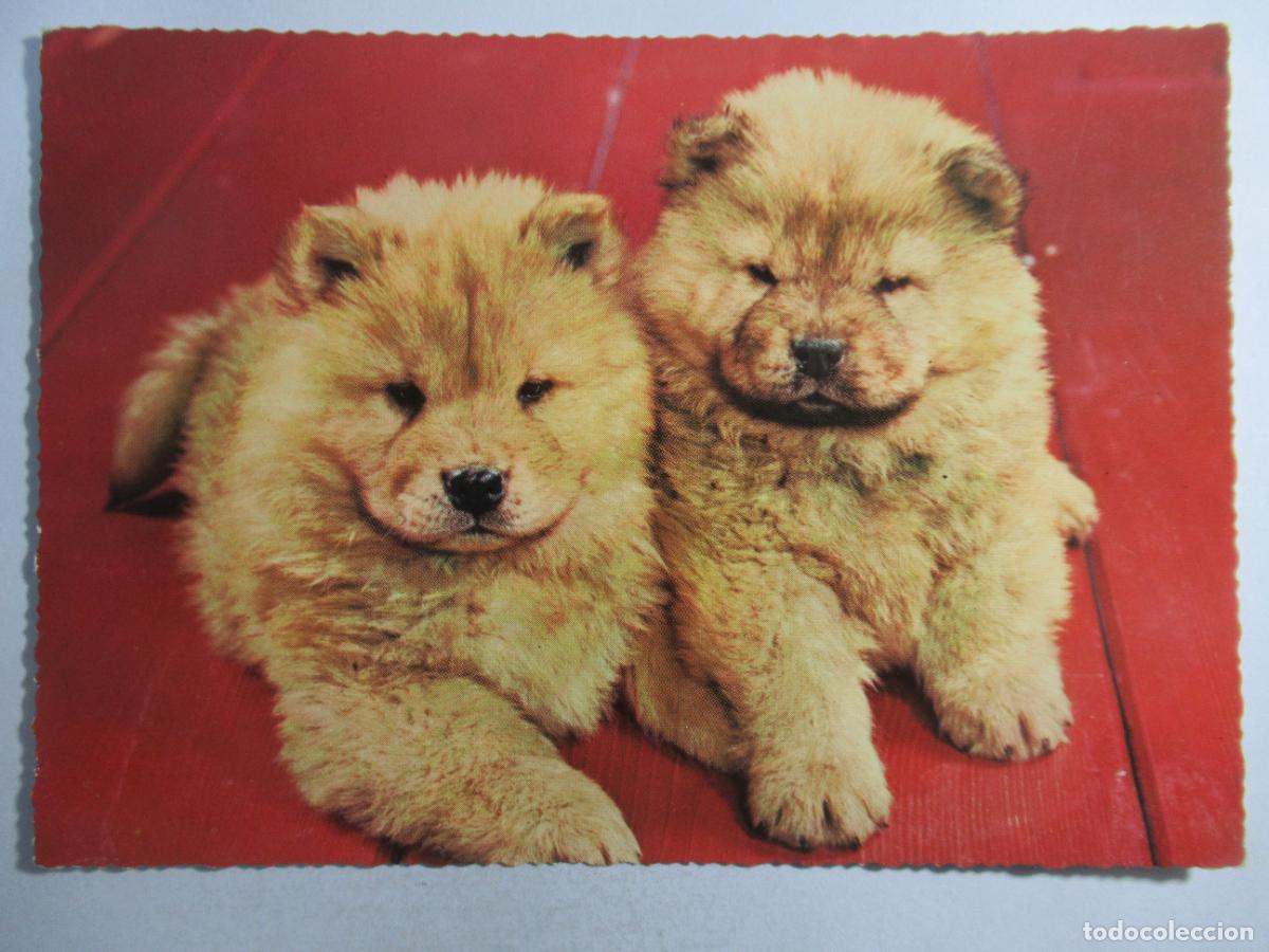 Postales: Postal Perros perritos - Escrita - Foto 1