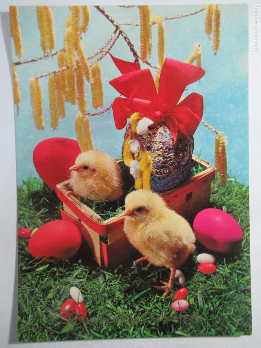 Postales: Postal Pollitos - Escrita