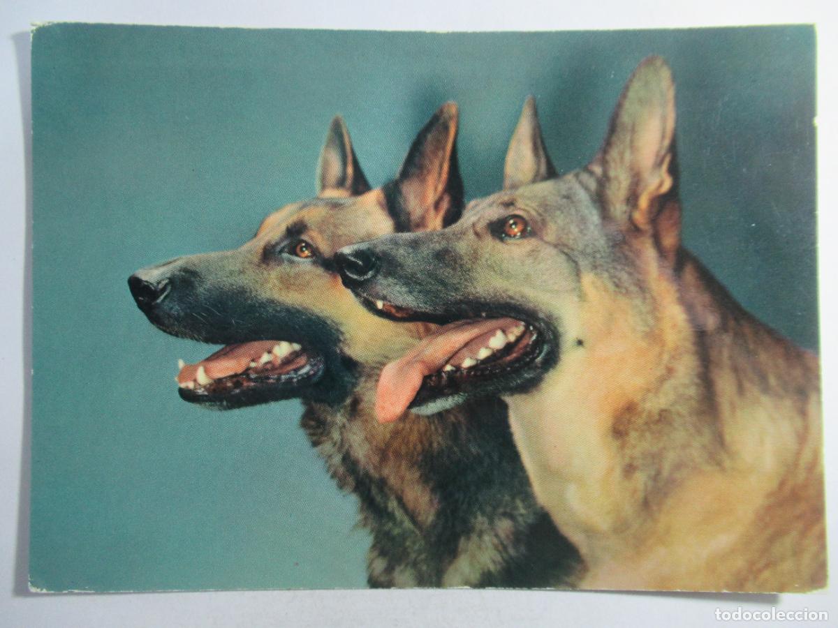 Postales: Postal Perros - Escrita - Foto 1