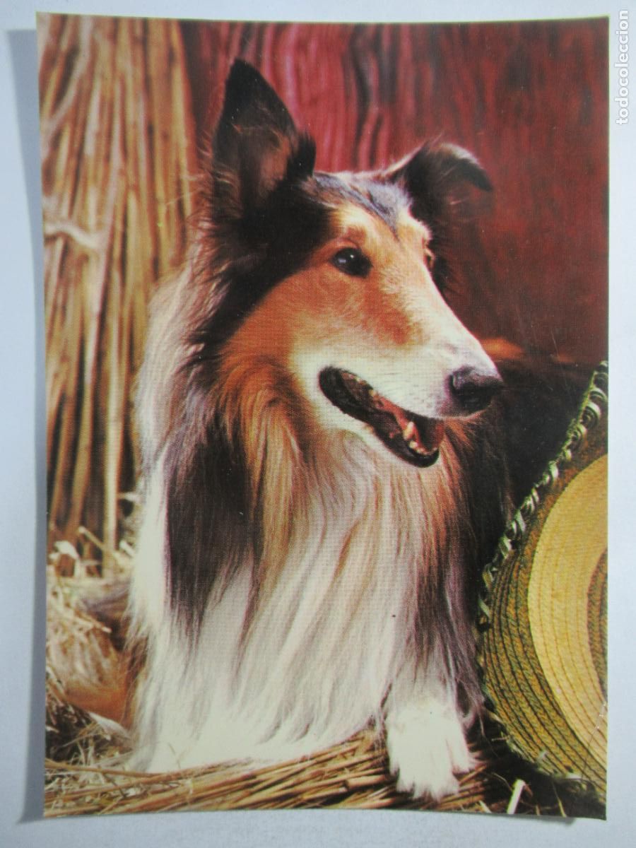 Postales: Postal Perro - Escrita