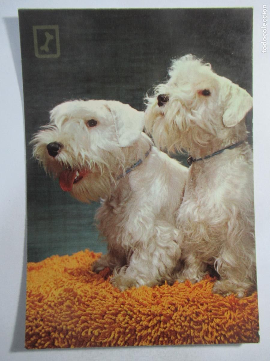 Postales: Postal Perros Perritos - S/C