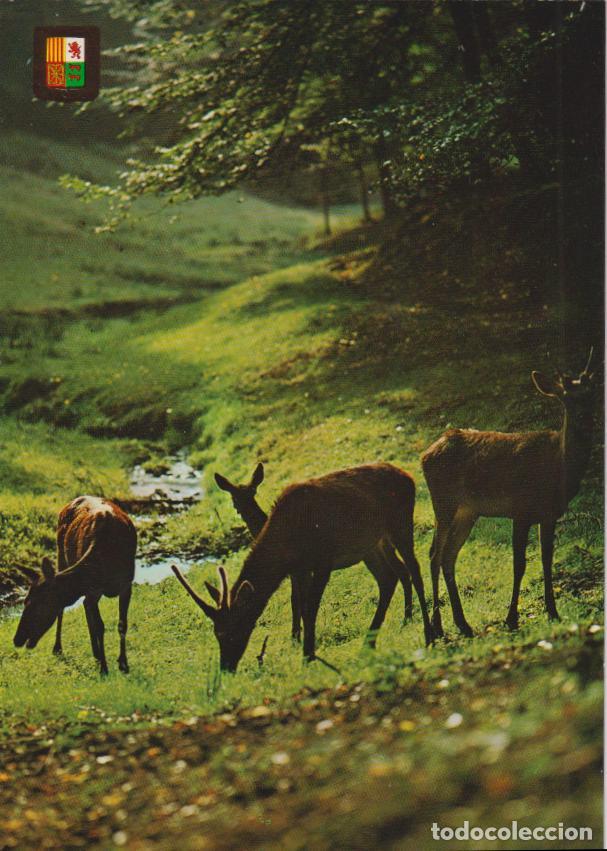 Postales: POSTAL PIRINEU CATAL&Agrave; (LLEIDA) ISARDS - ESCUDO DE ORO N&ordm;197 - S/C