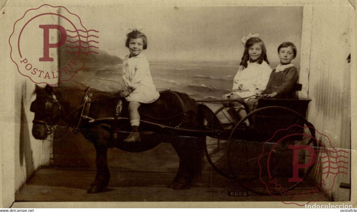 Postkarten: RPPC Sheltand Pony ANE DONKEY EZEL ESEL MULES donkeycollection