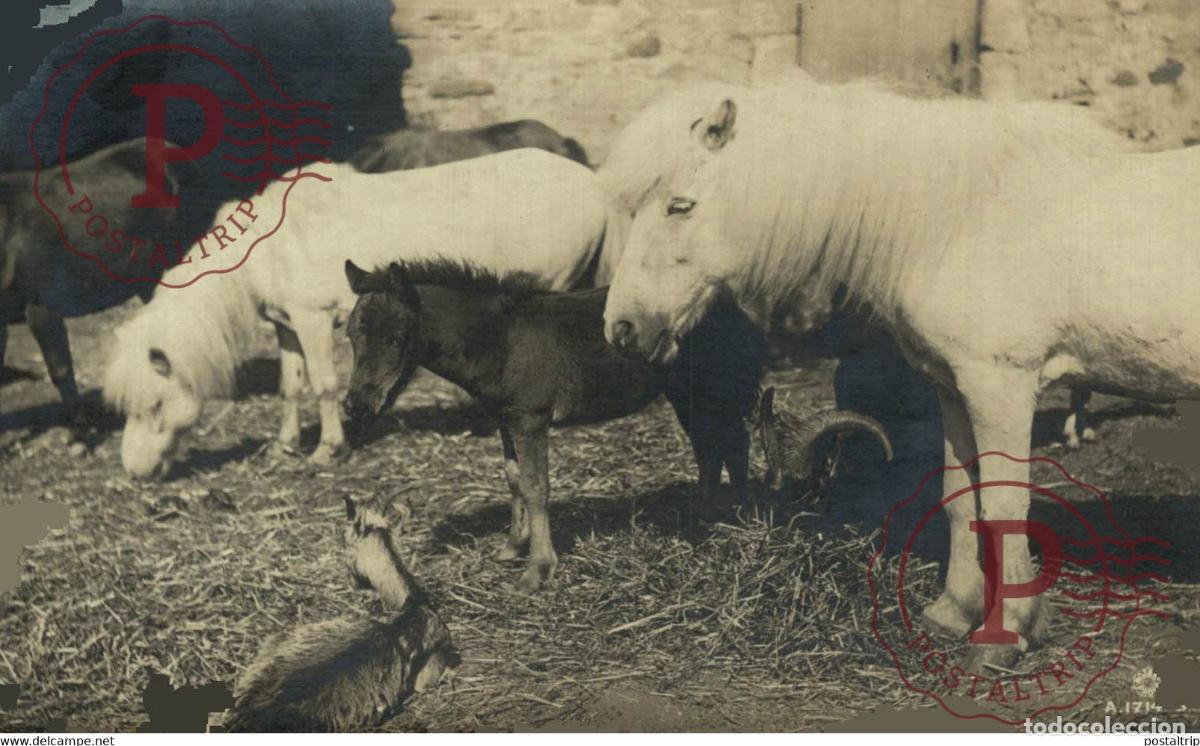 Postkarten: RPPC Sheltand Pony ANE DONKEY EZEL ESEL MULES donkeycollection
