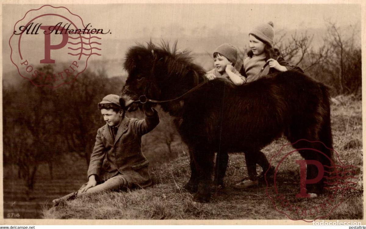 Postales: RPPC Sheltand Pony All Attention ANE DONKEY EZEL ESEL MULES donkeycollection