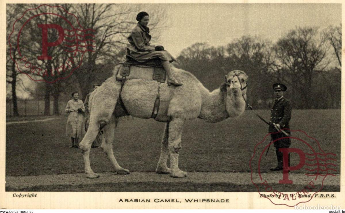 Postales: ARABIAN CAMEL WHIPSNADE part of the donkeycollection