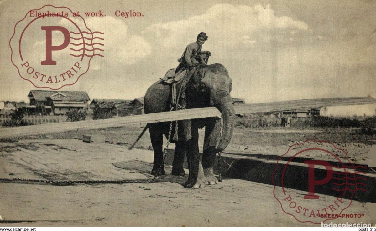 Postales: Asie - Asia - Sri Lanka - CEYLON CEYLAN - Elephants at work part of the donkeycollection