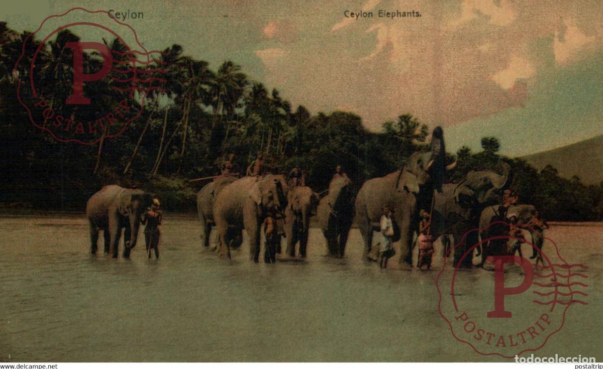 Postales: Asie - Asia - Sri Lanka - CEYLON CEYLAN - Elephants part of the donkeycollection