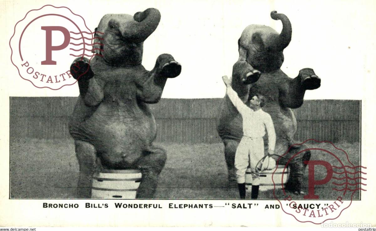 Postales: Broncho Bill`s Wolderful Elephants - Salt and Saucy, Zirkuselefanten CIRCO ZIRKUS part of the donk