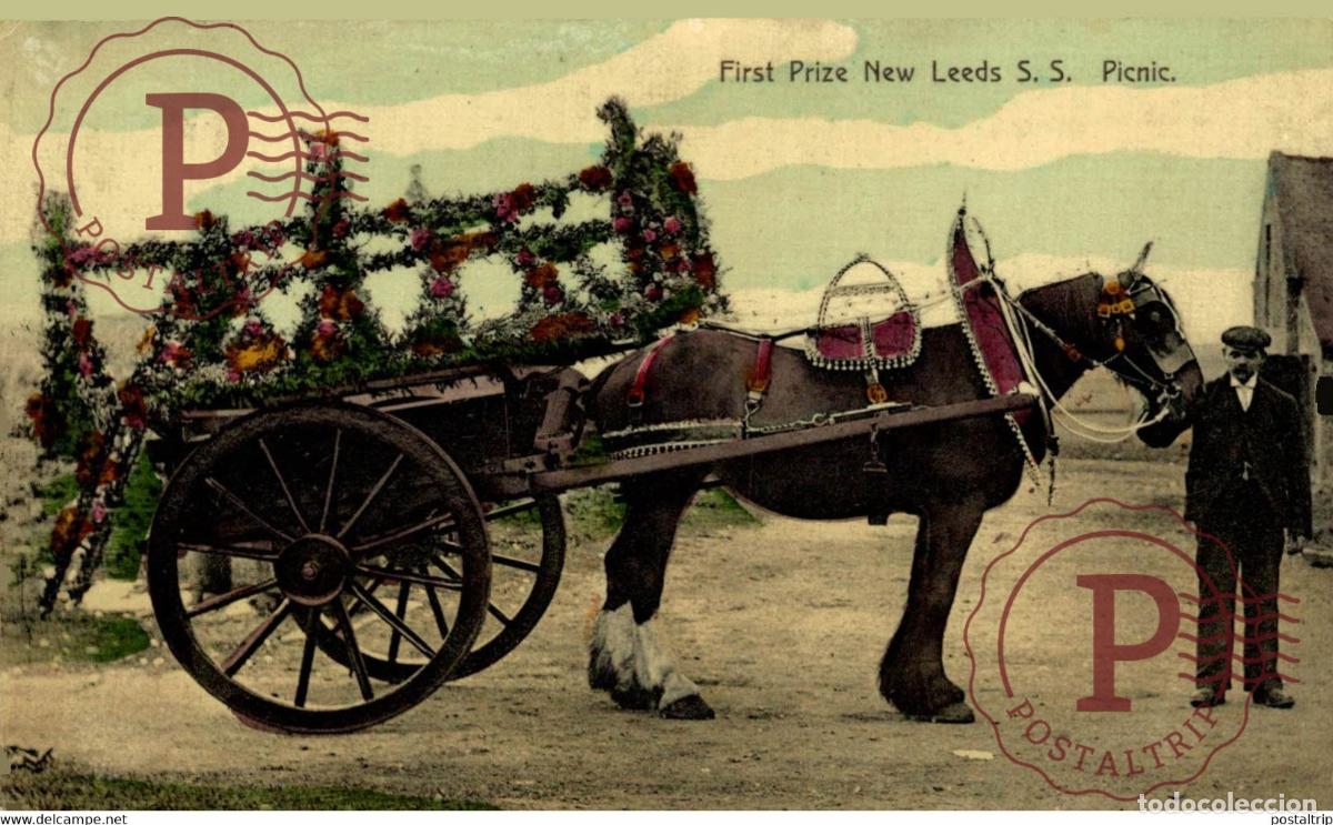 Postkarten: FIRST PRICE NEW LEEDS SS PICNIC HORSE CHEVAL PAARD PFERD CABALLO part of the donkeycollection