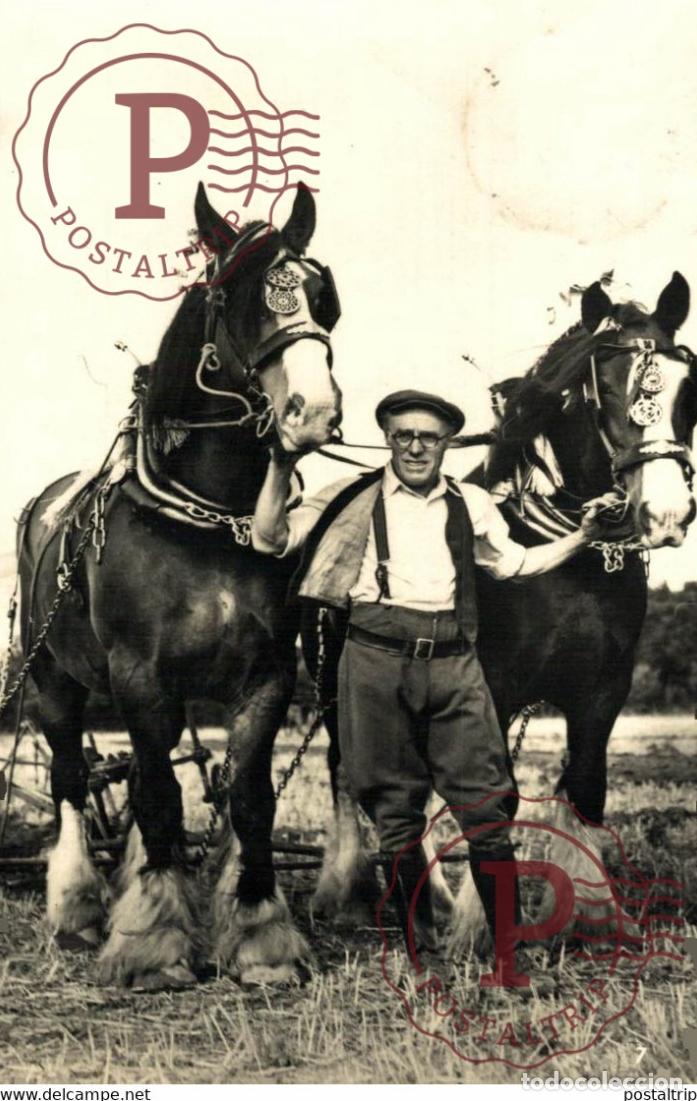 Postkarten: REAL PHOTO POSTCARD HORSE CHEVAL PAARD PFERD CABALLO part of the donkeycollection