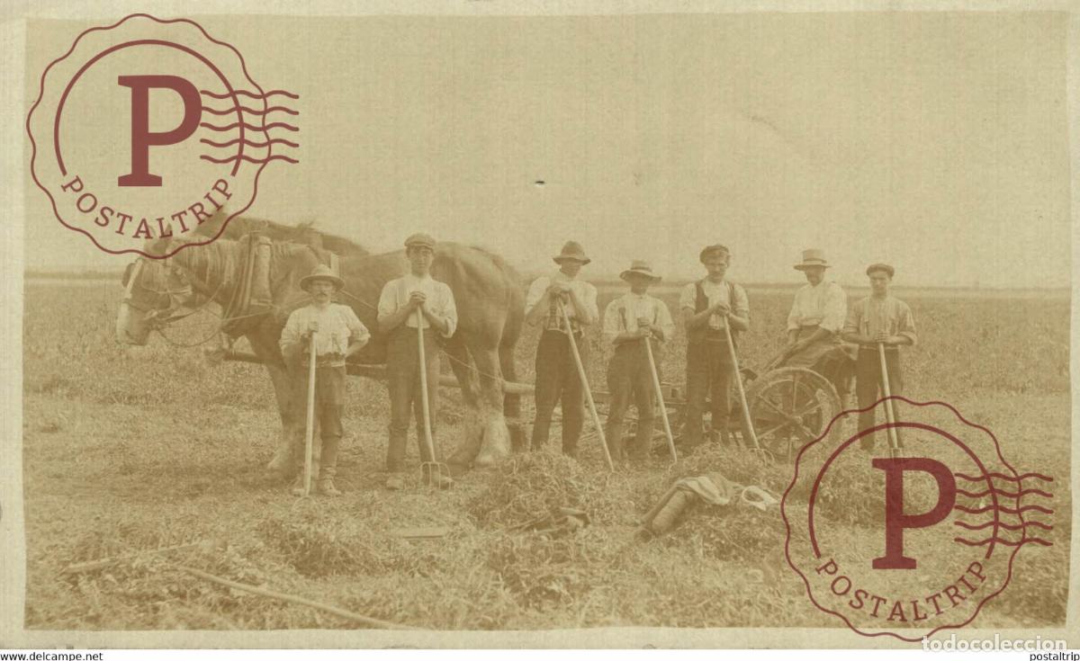 Cartes Postales: PHOTO RPPC HORSES HORSE CHEVAL PAARD PFERD CABALLO part of the donkeycollection