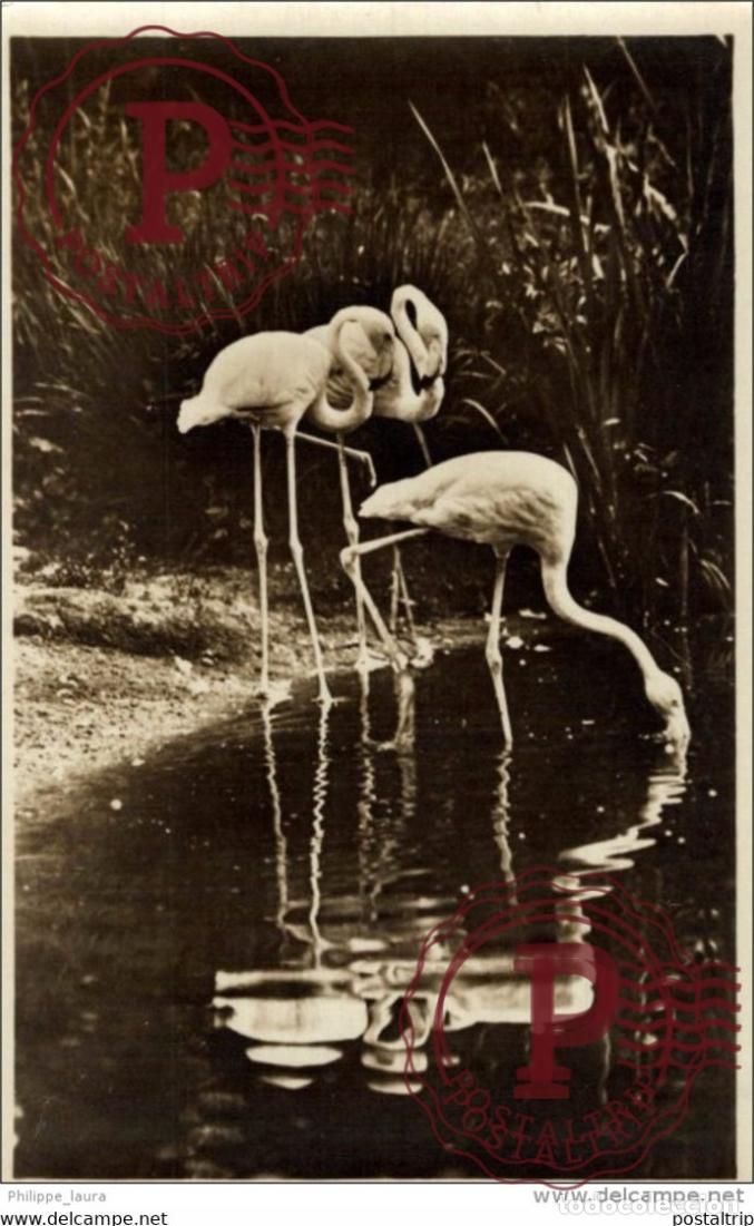 Postales: FLAMENCOS VLAAMSE FLAMINGOS FLAMANTS ROSES.