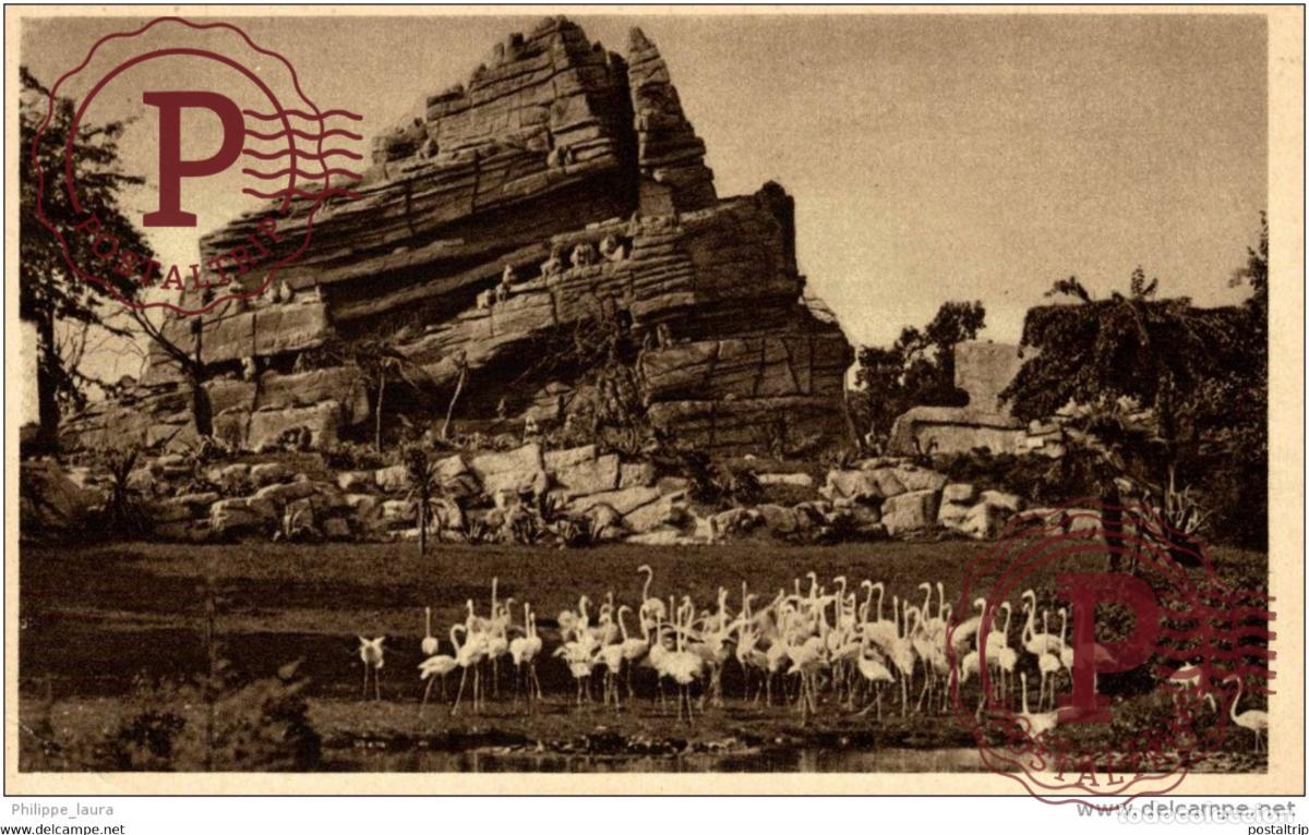 Postales: FLAMENCOS VLAAMSE FLAMINGOS FLAMANTS ROSES.