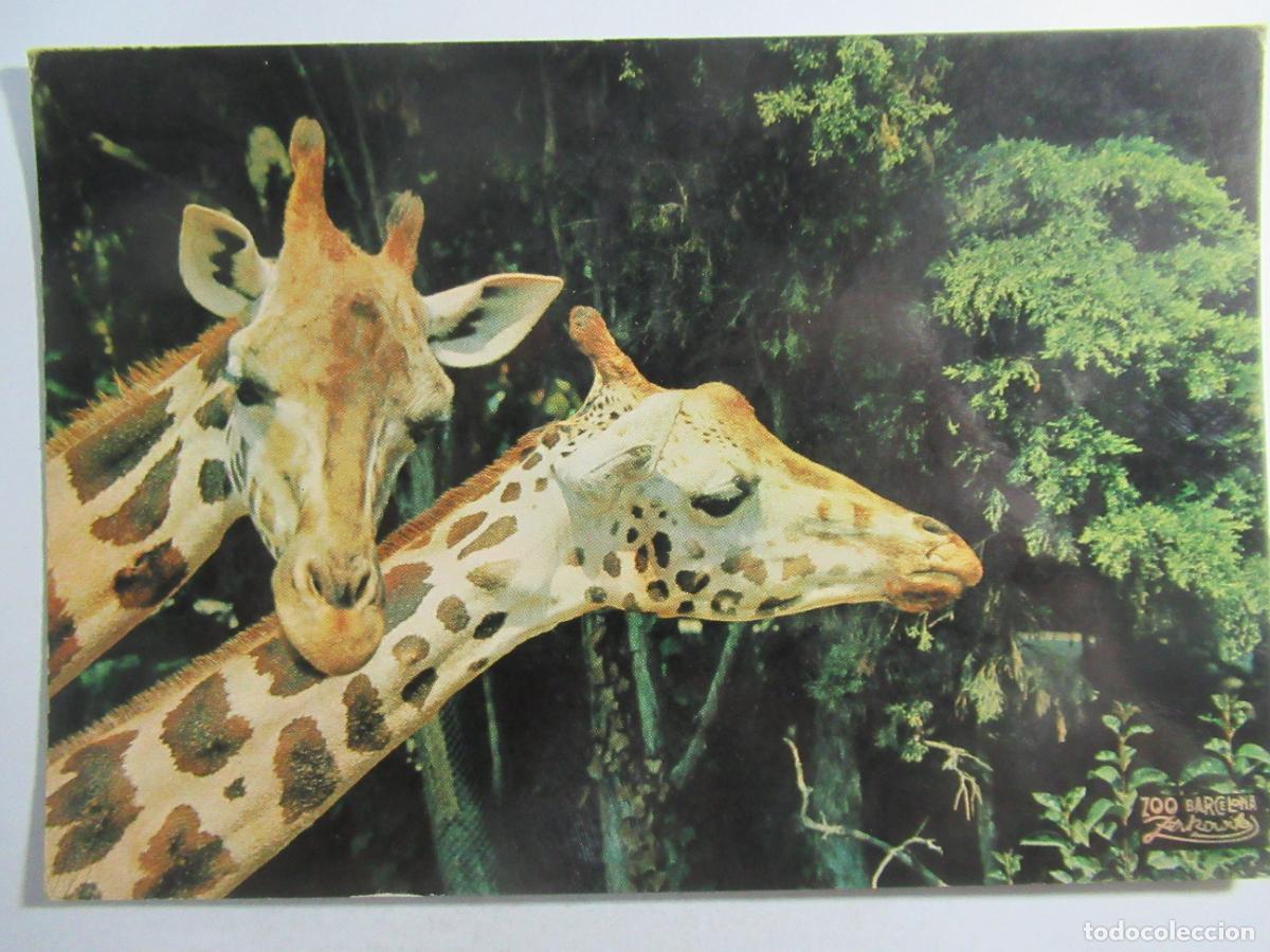 Postales: Parque Zool&oacute;gico de Barcelona - Jirafas - S/C