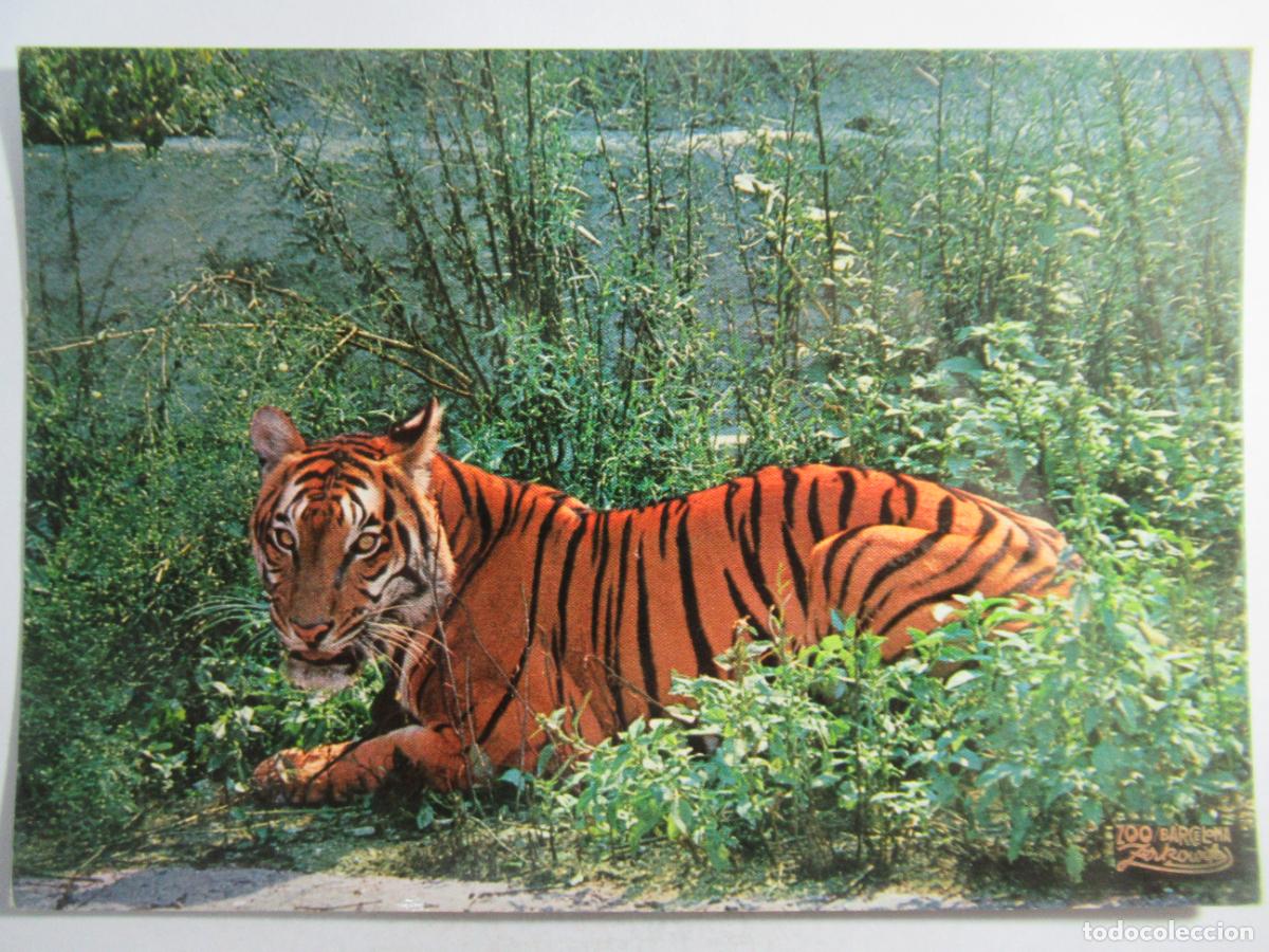Postales: Parque Zool&oacute;gico de Barcelona - Tigre de Bengala - S/C