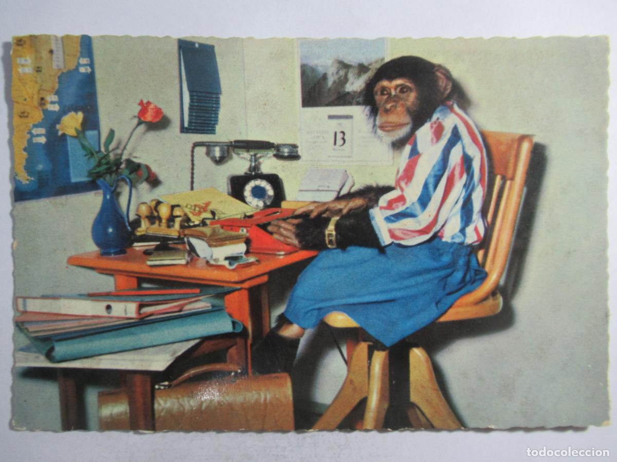 Postales: Postal Chimpanc&eacute; - S/C