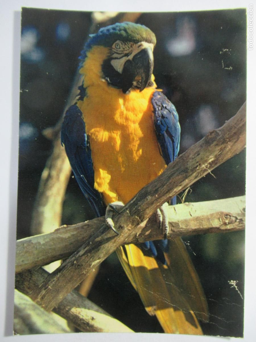 Postales: Postal Loro - S/C --