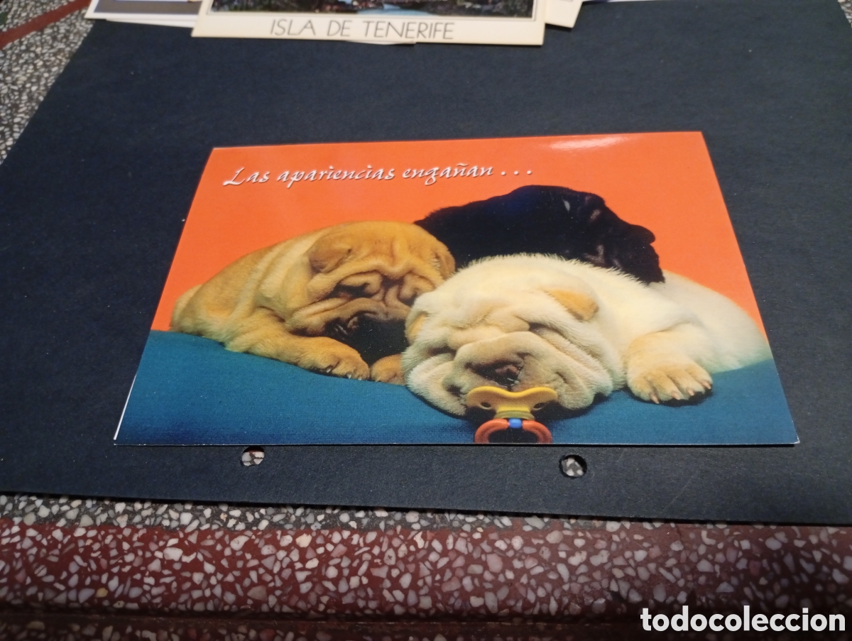 Postales: Postal felicitaciones, perros