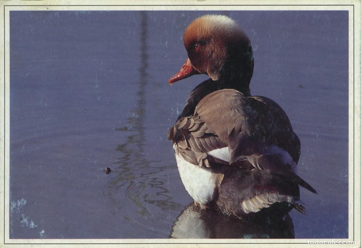 Postales: PATO COLORADO. Ocells del Delta de l'Ebre. Sin circular. ED. WILDLIFE