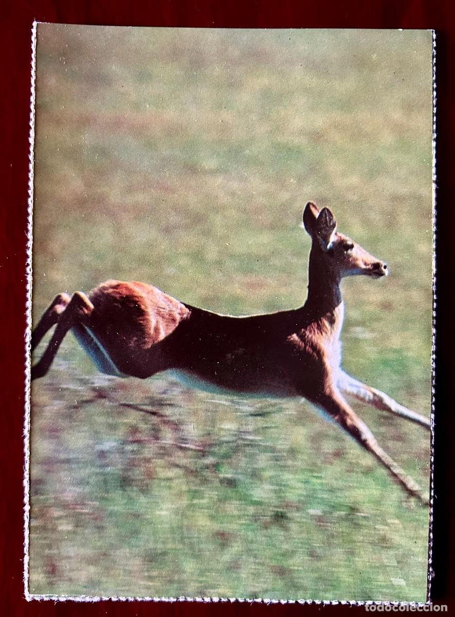 Postales: POSTAL ZOOLOGIA - ORIB&Iacute; - OUREBIA OUREBI - FRANQUEADA SIN CIRCULAR - 1974