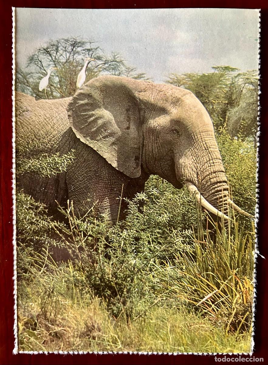 Postales: POSTAL MAM&Iacute;FEROS ELEFANTE - FRANQUEADA SIN CIRCULAR - 1974