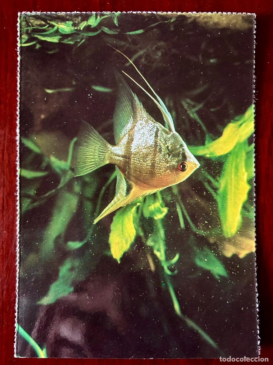 Postales: POSTAL ESCALARIS - PTEROPHYLLUM SCALARE &ndash; PEZ &Aacute;NGEL DEL AMAZONAS - FRANQUEADA SIN CIRCULAR 1974