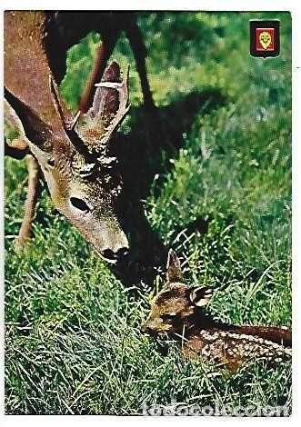 Postales: ANIMALES SALVAJES.- PARQUE SAFARI RIO LEON.- ALBI&Ntilde;ANA / TARRAGONA