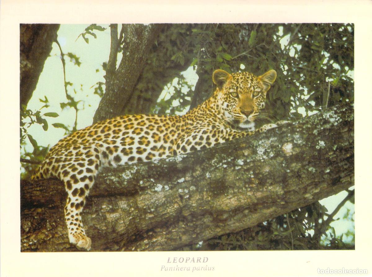 Postales: Tarjeta Postal Leopardo en Moremi Game Reserve Botswana Safari