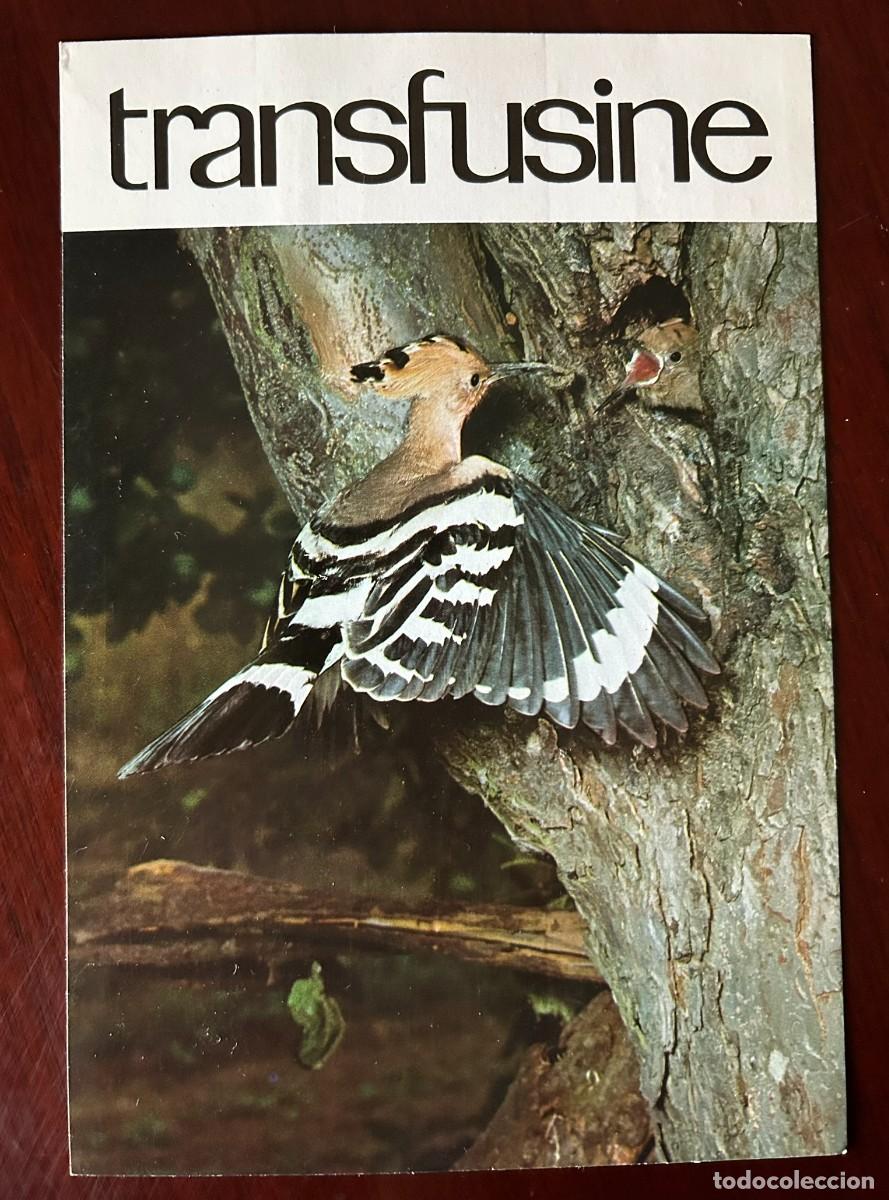 Postales: APETITO VORAZ 1 - ABUBILLA ALIMENTA A SU CR&Iacute;A - TRANSFUSINE 1977