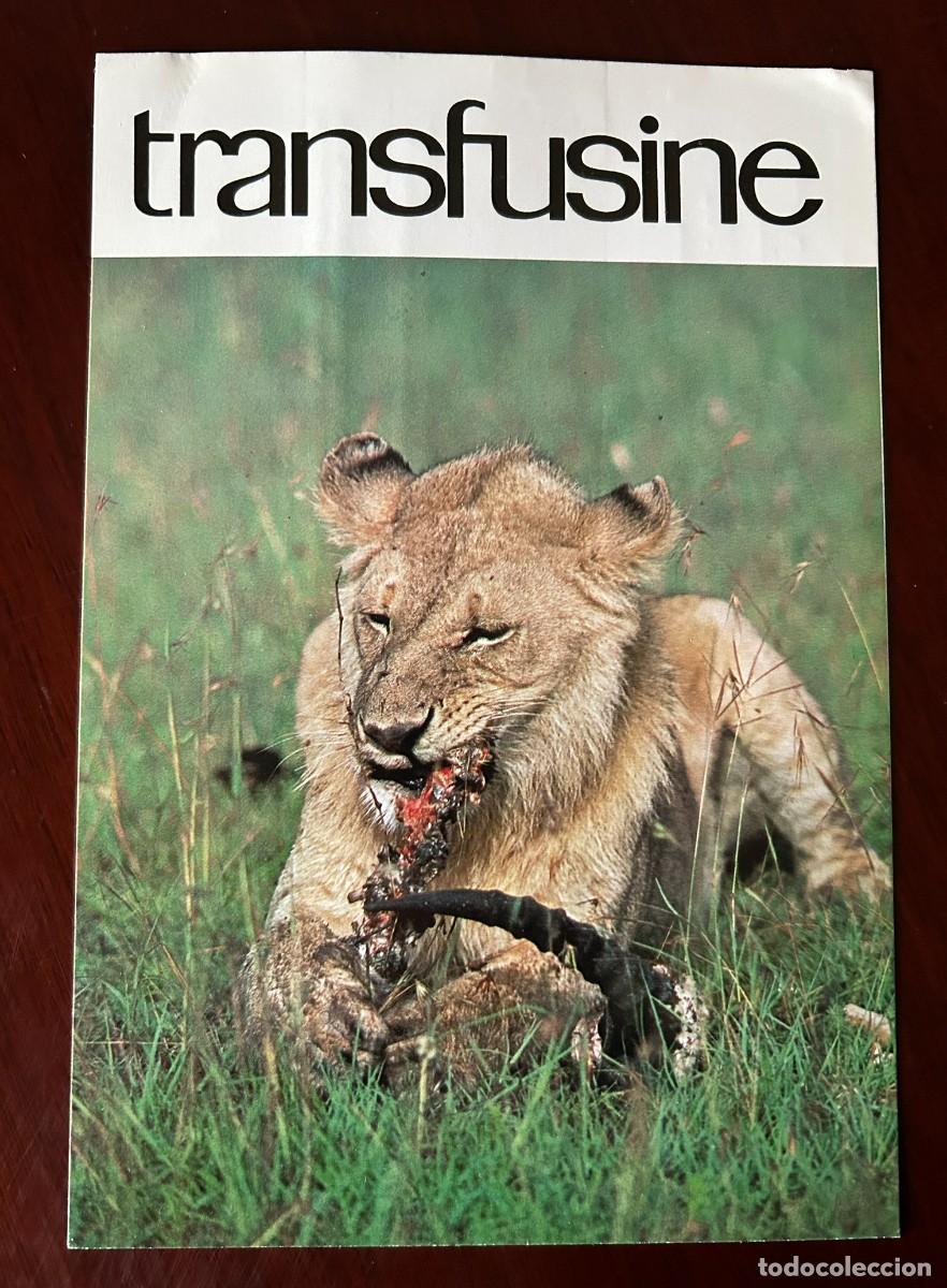 Postales: APETITO VORAZ 2 - LE&Oacute;N - EL FEST&Iacute;N DEL CACHORRO - TRANSFUSINE 1977