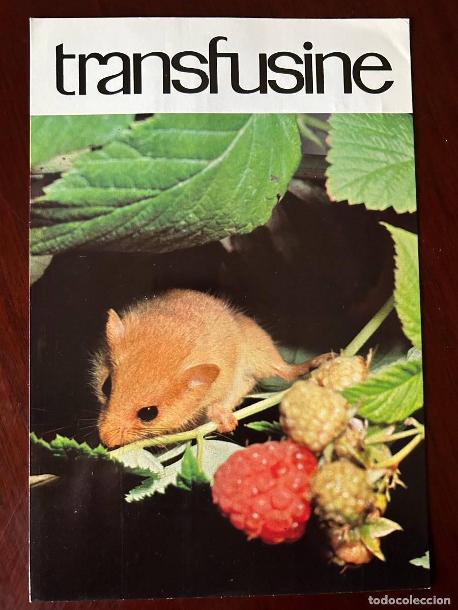 Postales: APETITO VORAZ 9 - BUHO CHICO - ASIO OTUS - POCO RAT&Oacute;N PARA TANTA GENTE - TRANSFUSINE 1977