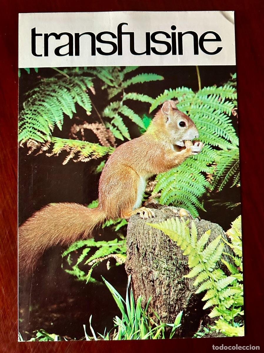 Postales: APETITO VORAZ 10 - ARDILLA - QUE RICAS AVELLANAS - TRANSFUSINE 1977