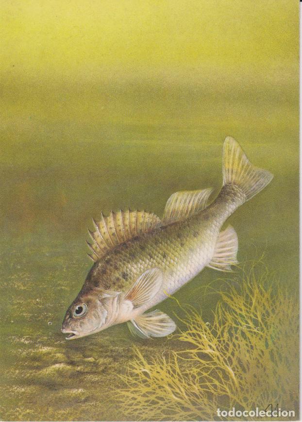 Postales: PEZ LA RUTILA - EDITORIAL PRAVDA MOSCOU 1987