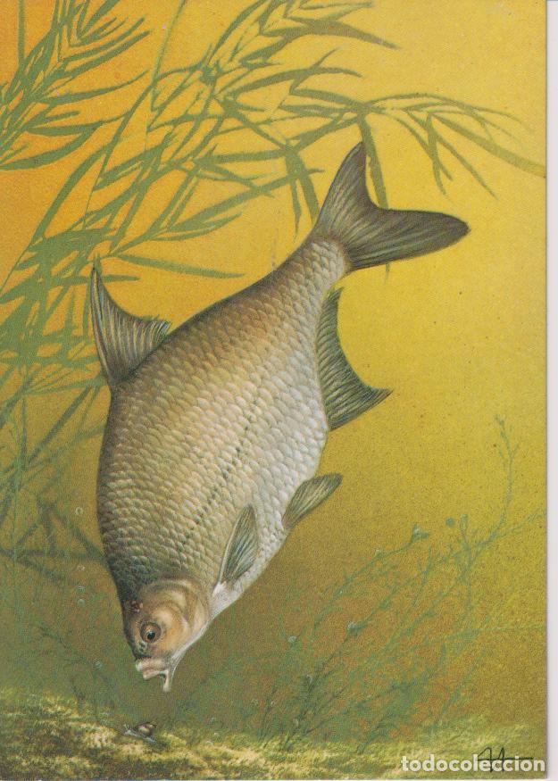 Postales: PEZ LA DORADA - EDITORIAL PRAVDA MOSCOU 1987