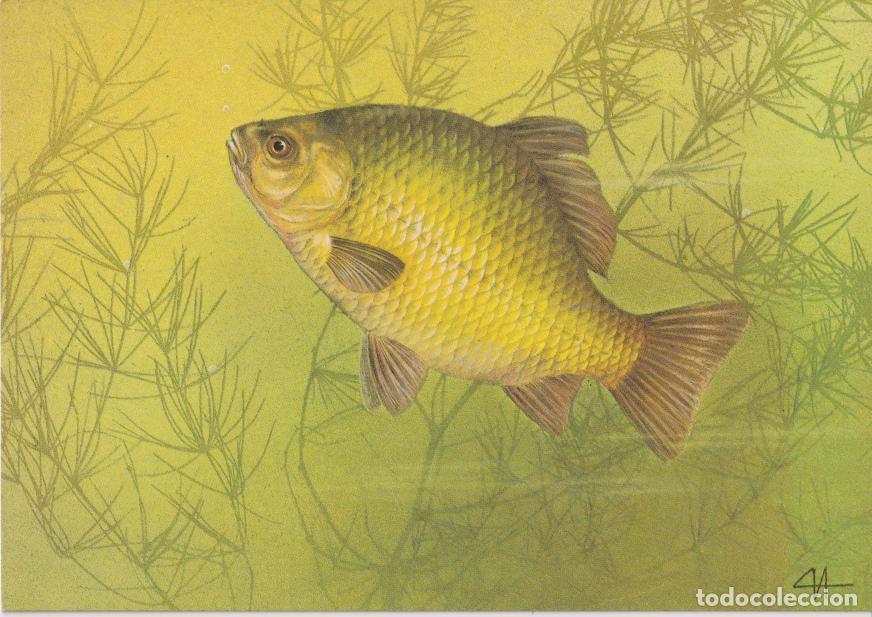 Postales: PEZ CARPA CRUCIANA &ndash; EDITORIAL PRAVDA MOSCOU 1987
