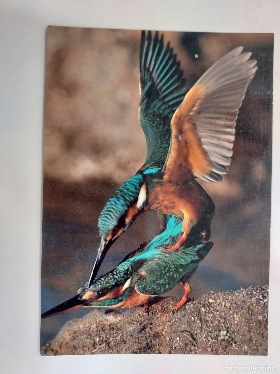 Postales: POSTAL AVE. MARTIN PESCADOR. FONDO NATURAL. 1992. SIN CIRCULAR. FOTO JOSE LUIS RODRIGUEZ