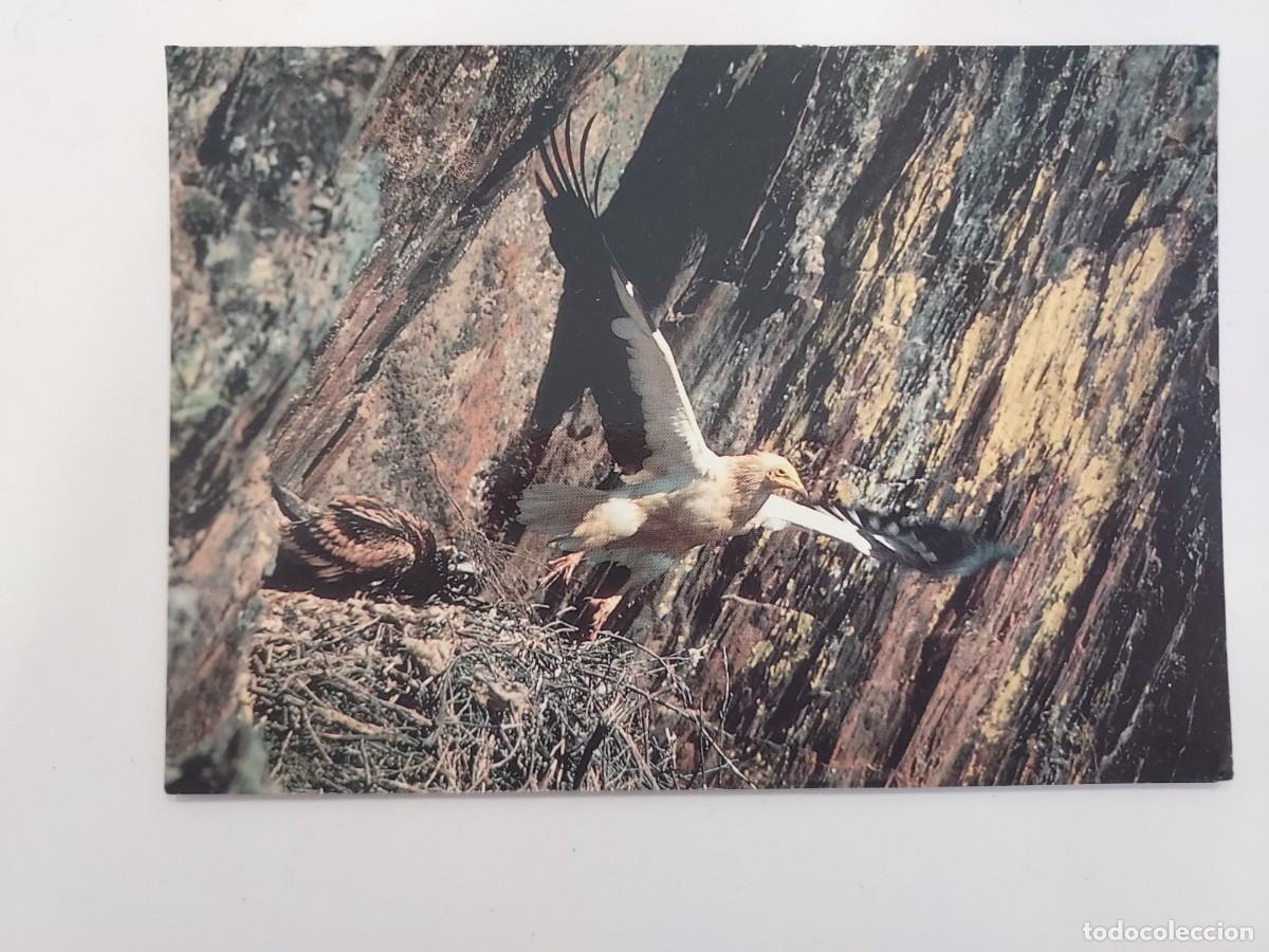 Postales: POSTAL AVE. ALIMOCHE. FONDO NATURAL. 1992. SIN CIRCULAR. FOTO JOSE LUIS RODRIGUEZ