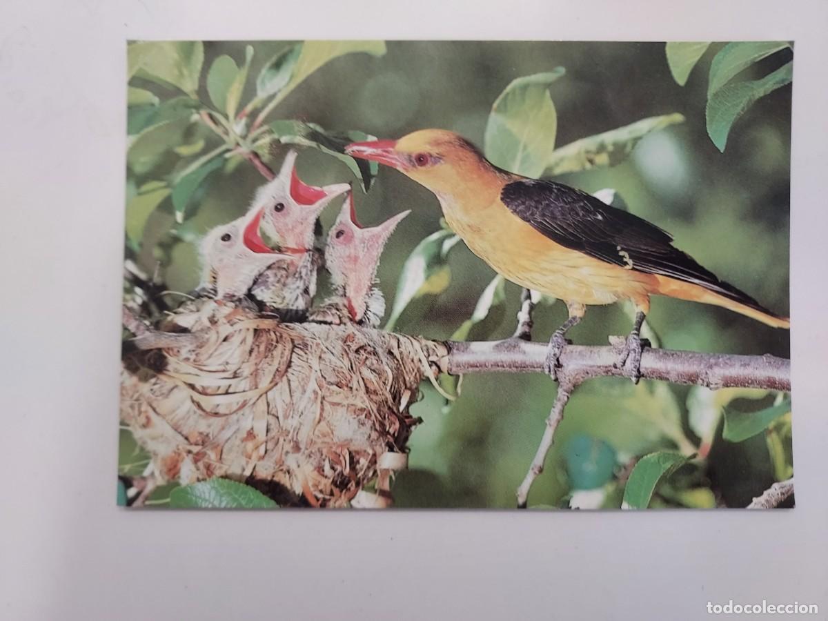 Postales: POSTAL AVE. OROPENDOLA. FONDO NATURAL. 1992. SIN CIRCULAR. FOTO OBJETIVO VERDE