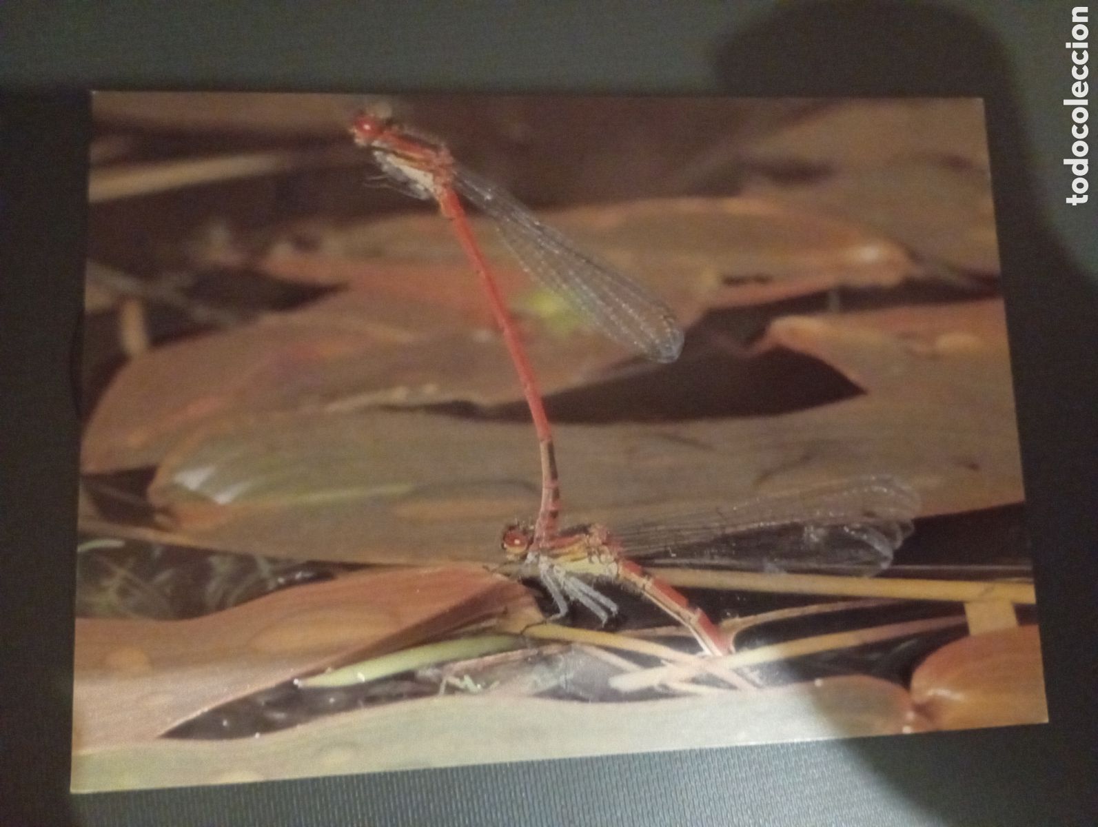 Postales: Postal inglesa animales