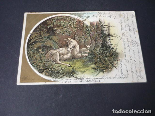 Postales: CIERVA CON CERVATILLOS POSTAL