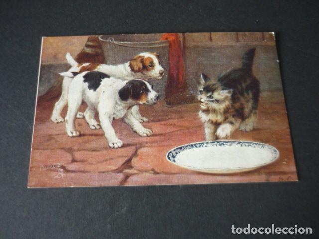 Postales: PERROS Y GATO POSTAL