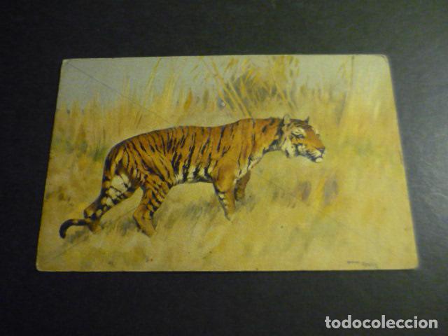 Postales: TIGRE ANTIGUA POSTAL